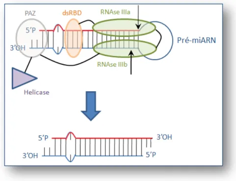 Figure 17 : Clivage du pré-miARN par Dicer (Selon Zhang et al., 2004). 