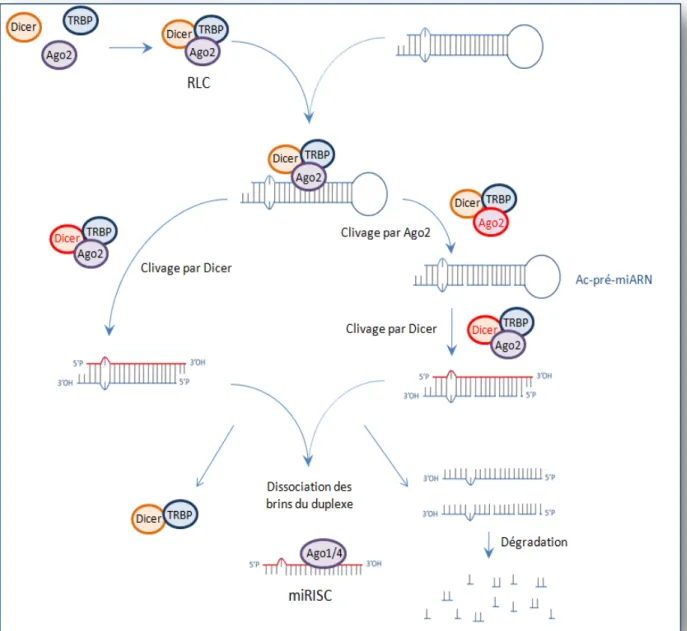 Figure 18 :     Formation du complexe miRISC (Selon Diederichs et Haber, 2007). 