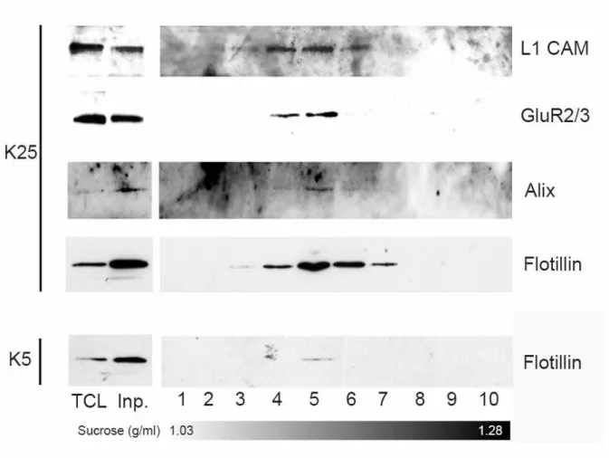 Figure 1. Mature neurons secrete exosomes. 