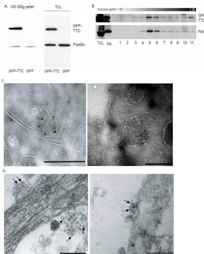 Figure 5. GFP-TTC is secreted in association with neuronal exosomes.  