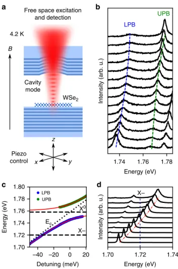 Fig. 2 Strong exciton-photon coupling in WSe 2 monolayers. a Schematic of a WSe 2 monolayer placed in an open hemispherical 0-dimensional microcavity, maintained at 4.2 K in a LHe bath cryostat with superconducting magnet