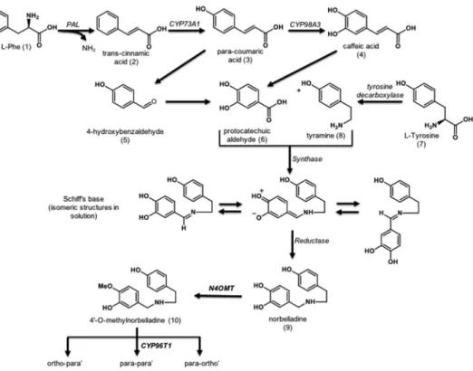 Figure 1.  The Amaryllidaceae alkaloid biosynthetic pathway: The AmAl precursor 4 ′-O-methylnorbelladine  biosynthetic pathway 14 