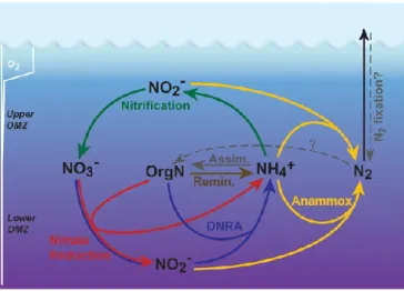 Figure 10. Schematic of the oceanic Nitrogen cycle. From Lam  et al. [2009]. 
