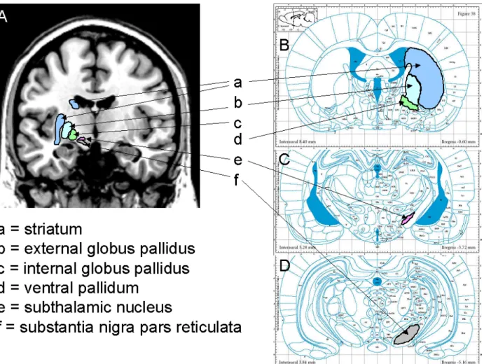 Fig 1 B, C, D shows coronar sections of the rat brain (adapted from Paxinos and  Watson, fifth edition 2005 (Paxinos and Watson, 2005))