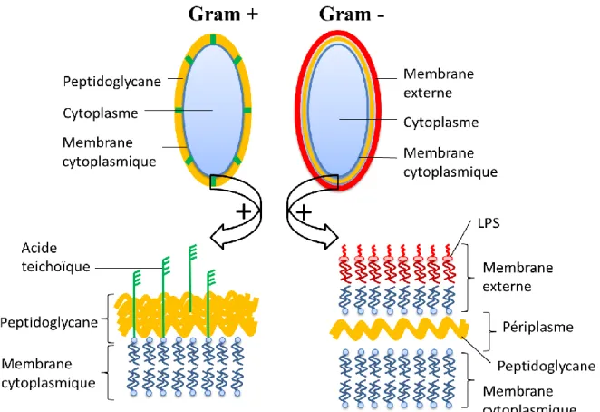 FIGURE  II-1 :  STRUCTURE  DE  LA  PAROI  DES  BACTÉRIES  GRAM+  ET  GRAM- :  LES  BACTÉRIES  À  GRAM+ 