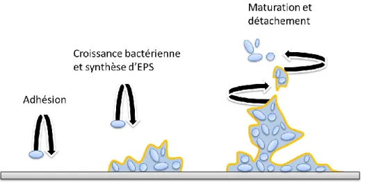 FIGURE II-2 : LES DIFFÉRENTES ÉTAPES DE LA FORMATION D’UN BIOFILM (D’APRÈS PLOUX ET AL., 2007)