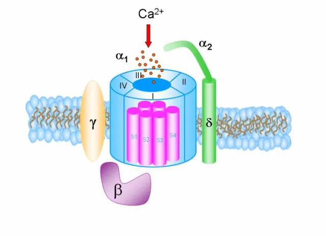 Figure 2: Présentation schématique du canal calcique dépendant du voltage.  