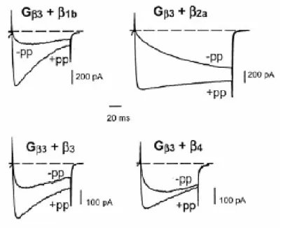 Figure 8 : La facilitation qui implique les canaux non L dépend de l’isoforme des  sous-unités  Ca v β   et  des  sous-unités  G βγ 