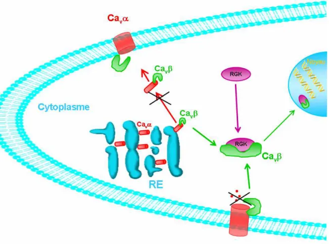 Figure  12  :  L’interaction  de  Ca v β   avec  les  protéines  de  la  famille  RGK  bloque  l’adressage  membranaire  du  canal  et  inhibe  les  courants  calciques  des  CCDV