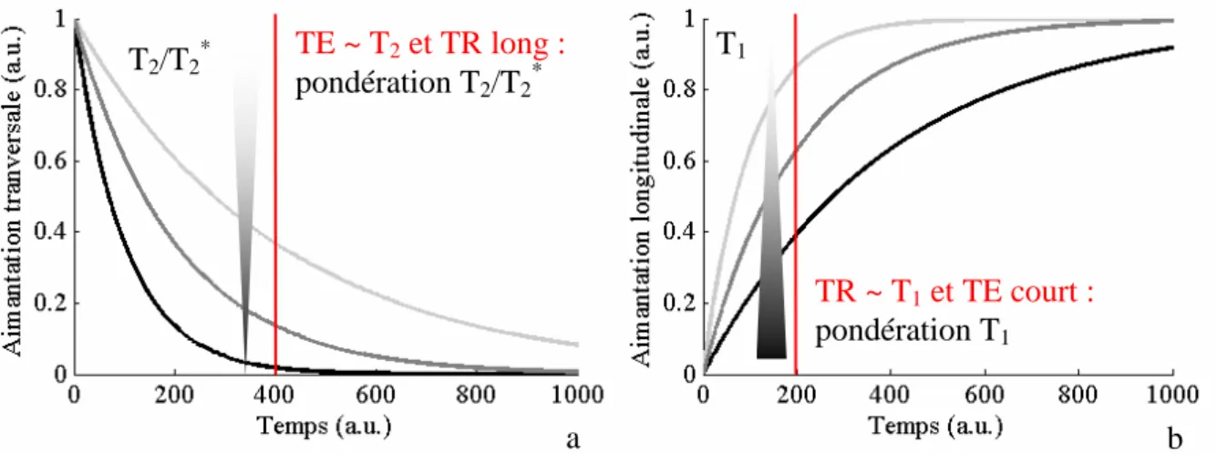 Figure 1- II-1 : Pondération du signal en fonction du choix des paramètres extrinsèques ( α  = 90°) : un  TE  long  permet  une  pondération  T 2   ou  T 2