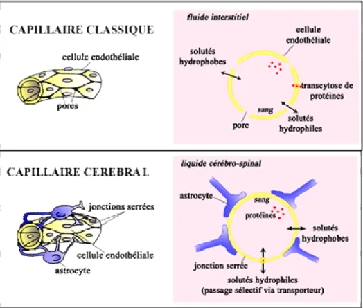 Figure 1- III-2 : Schéma de la constitution des capillaires classiques et cérébraux et de certaines des  voies de transport