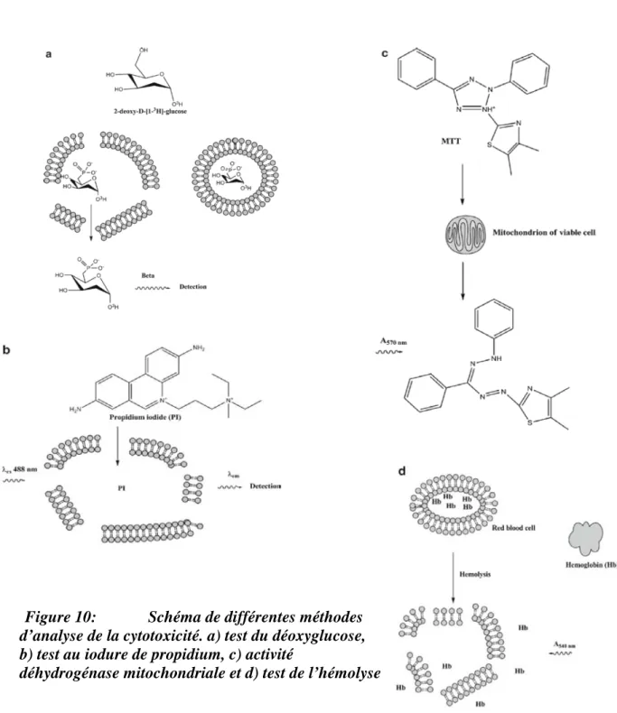 Figure 10:   Schéma de différentes méthodes   d’analyse de la cytotoxicité. a) test du déoxyglucose,   b) test au iodure de propidium, c) activité 