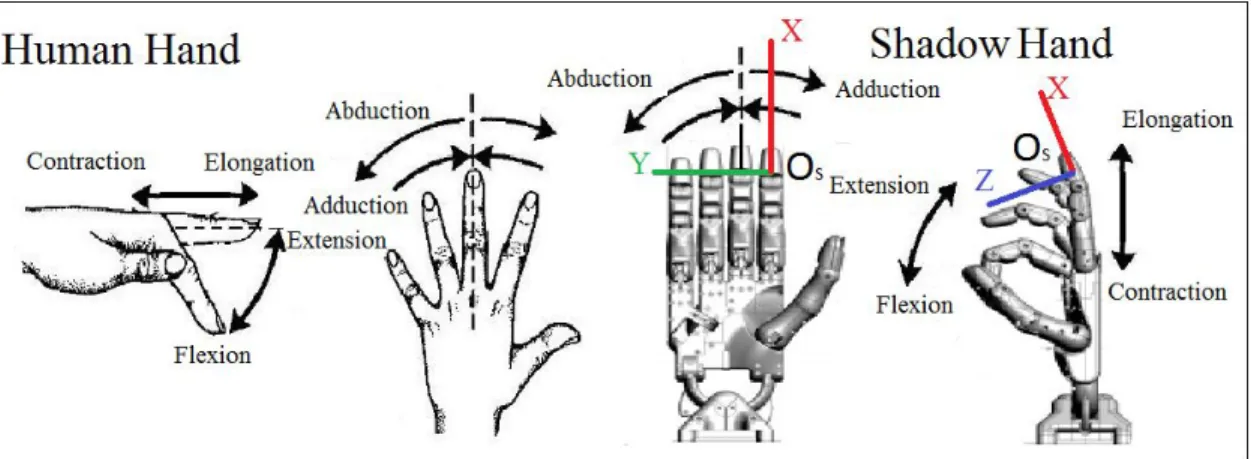 Figure 5 ​ : Finger movements: human hand and robot hand. 