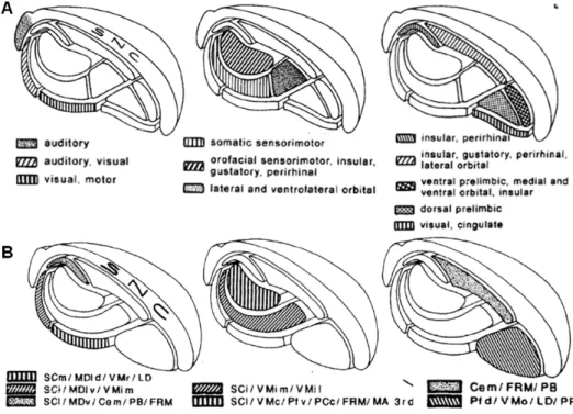 Figure  7 :  L’organisation  de  la  substance  noire  réticulée  présente  une  géométrie  particulière  dite  en  pelures  d’oignon