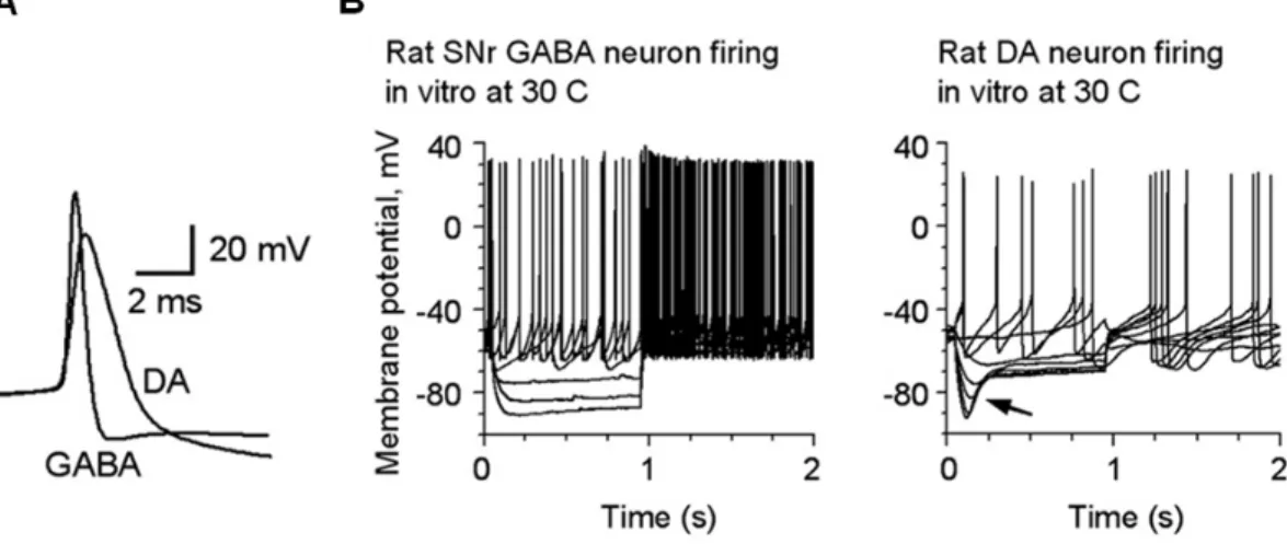 Figure 8 : Les neurones GABAergiques et dopaminergiques de la SNr présentent différentes caractéristiques  électrophysiologiques