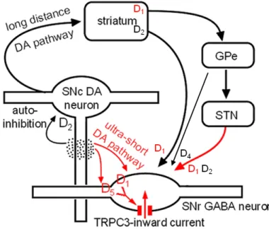 Figure 11 : La dopamine régule l’activité neuronale  nigrale à différents niveaux. L’activité neuronale de la  SNr est augmentée par l’action de la dopamine sur les récepteurs de type D1 au niveau pré-synaptique des  terminaisons subthalamo-nigrales et sur