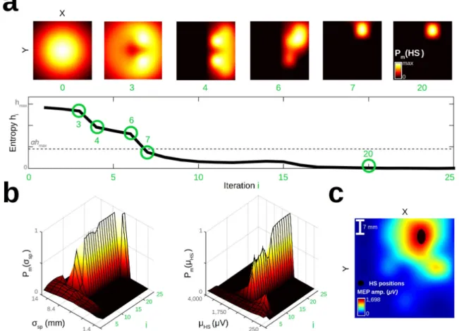 Figure 3: Inferred probability distributions throughout AutoHS, for one virtual motor map of a representative subject (S16)