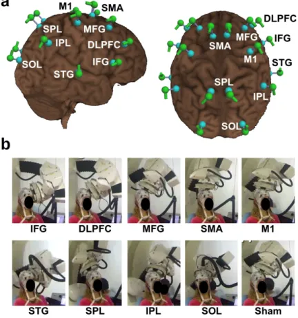 Figure 1: Cortical mapping procedure. a: cortical targets used for the mapping procedure.