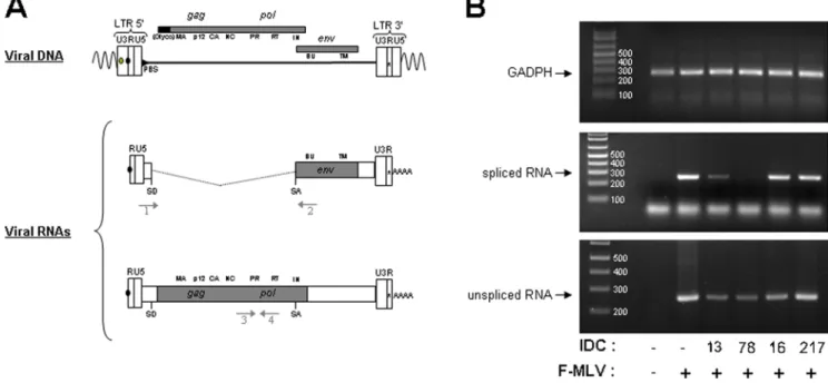 Figure 2. IDC13 and IDC78 alter splicing of F-MLV RNA. A) Schematic structures of integrated proviral DNA and spliced and unspliced F-MLV RNAs, including the position of the donor (SD) and acceptor (SA) splice sites
