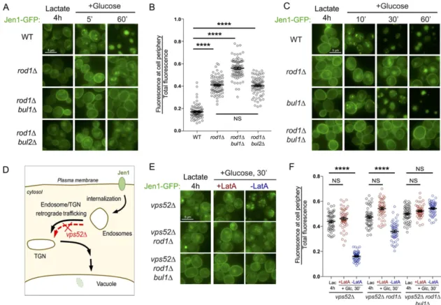 FIGURE 1:  Bul1 assists Rod1 in the glucose-induced endocytosis of Jen1, and acts primarily at the plasma membrane