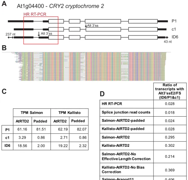 Figure 5. Variation in UTR lengths affects transcript and AS quantification. (A) AT1G04400 (CRY2; CRYPTOCHROME 2) has two different AS events (an Alt3  ss in exon 2 and Alt3  ss in exon 4)