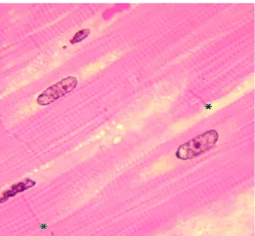 Figure 5. Vue en microscopie photonique de cellules musculaires cardiaques de singe.  