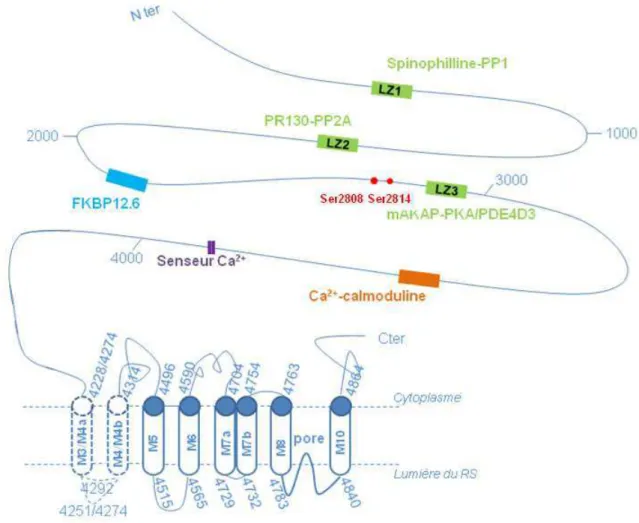 Figure 17. Domaines fonctionnels sur R