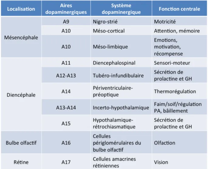 Tableau 1 : Localisation et fonctions des différentes aires dopaminergiques. 