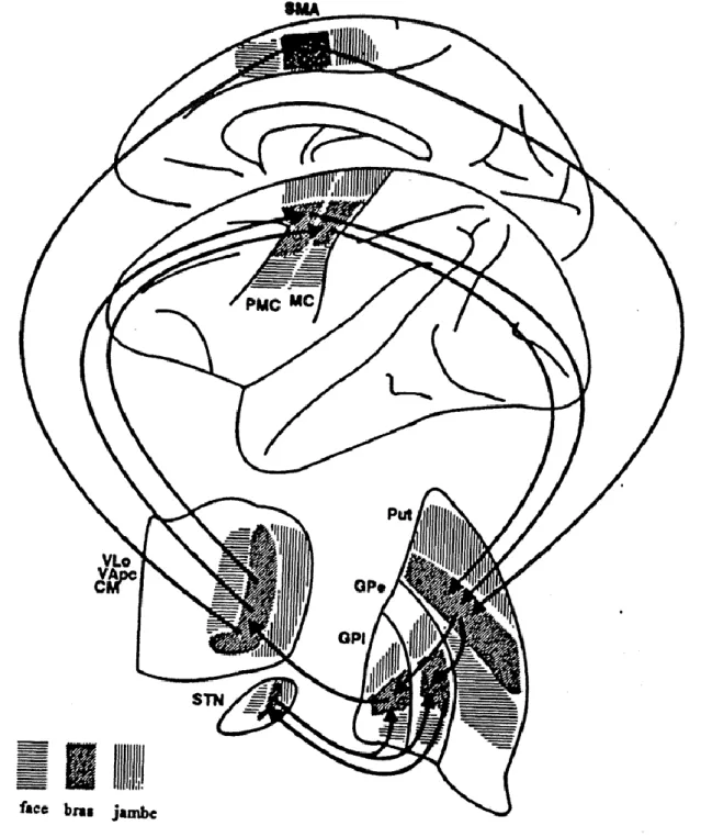 Figure 5 : Organisation somatotopique du circuit moteur d’après Alexander et Crutcher  (1990)