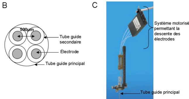 Figure 17 B,C. B : schéma des tubes guides contenant les électrodes ; C : photo du micro- micro-descendeur utilisé pour l’enregistrement électrophysiologique des GB