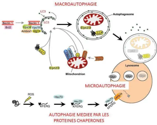 Figure 19 : Autophagie. Adapté de Bonaldo &amp; Sandri, 2013. 