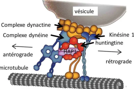 Figure 21 : transport de vésicules via la huntingtine. Adapté de Humbert 