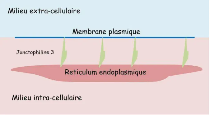 Figure  23 :  Fonction  de  maintien  entre  la  membrane  plasmique  et  le  reticulum endoplasmique de la Junctophiline 3 au niveau neuronal
