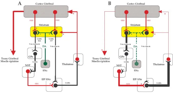 Figure 7:  Représentation schématique d’après DeLong (TINS 1990) de l’organisation  anatomo-fonctionnelle « classique » des ganglions de la base en condition physiologique  (A) et en cas de maladie de Parkinson (B) (dégénérescence de la voie dopaminergique