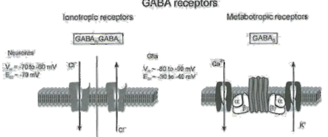 Figure 18 : Les récepteurs au GABA sont composés de récepteurs ionotropiques et  métabotropiques