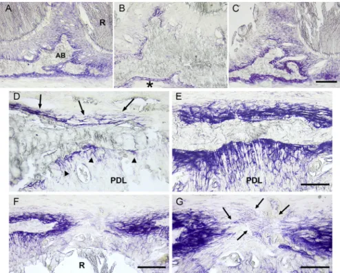 Fig. 6. Bone formation. Bone formation was evaluated after enzymochemistry for alkaline phosphatase (ALP) which stains osteogenic cells in purple