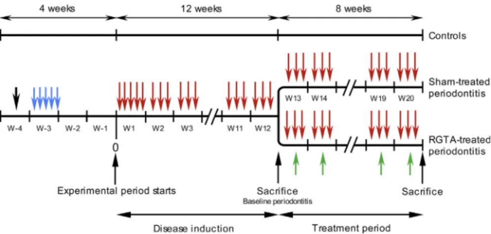Fig. 1. Timeline of the experimental protocol. After oral ﬂ ora depression (black arrow) the mice were orally infected daily for 5 days with A