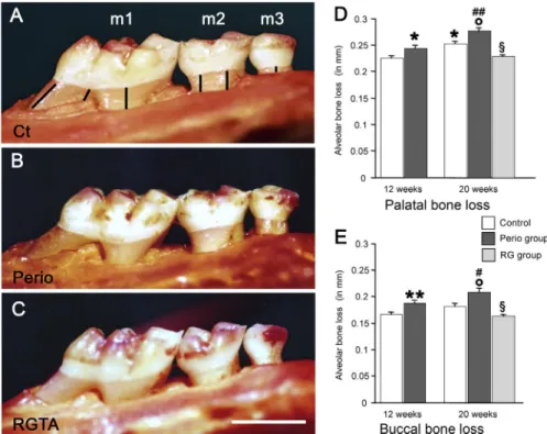 Fig. 2. Evaluation of the macroscopic bone loss in the right maxilla molars. Bone loss at the palatal aspect in control (Ct, A), Perio (B) and RGTA-treated (C) groups
