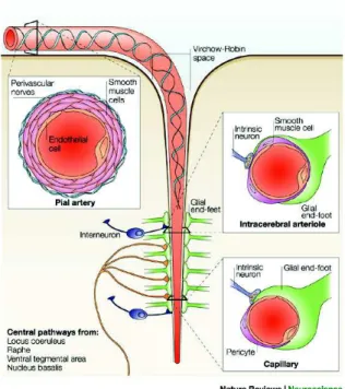 Figure 1.4 – L’unité neurovasculaire des artères piales aux capillaires en passant par les arté- arté-rioles