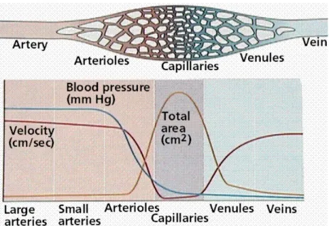 Fig 0-2: the vascular system in vertebrates 