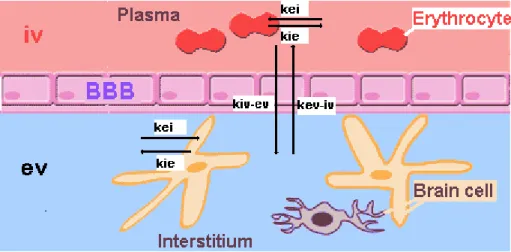 Fig 0-4: The BBB is the interface between the intra- (iv) and the extravascular (ev) compartment