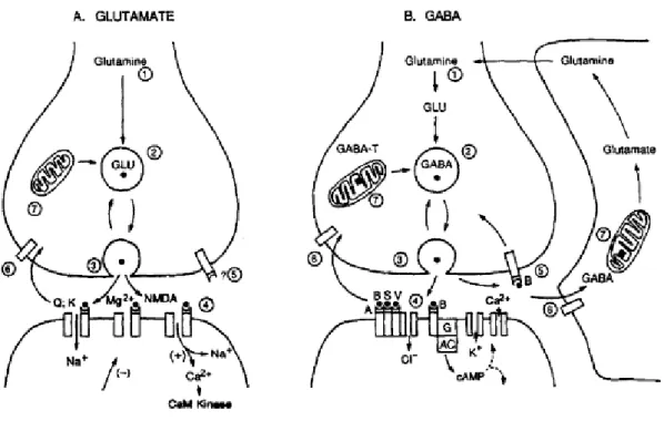 Figure 1: Mécanismes moléculaires des synapses chimiques 