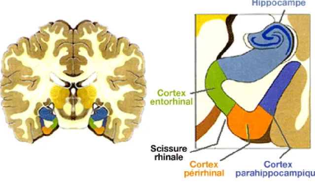 Figure 11: Coupe frontale des structures du lobe temporal médian impliquées dans la formation de la mémoire  déclarative  160 