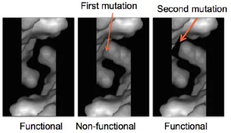 Figure 2: A key/lock model, where the second mutation restores a functional active site