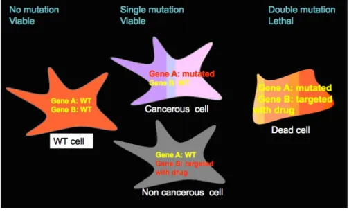 Figure 5: Use of synthetic lethality to target cancerous cells