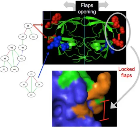 Figure 6: Graphic representation of synthetic lethal (SL) and invariant interactions in HIV  protease and a 3D view of potential target sites
