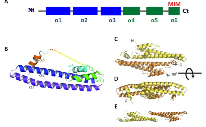 Figure 5 : Structure commune des protéines CHMPs. 