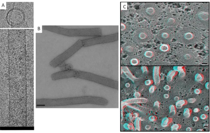 Figure 6 : Structures tubulaires hélicoïdales formées par ESCRT-III 