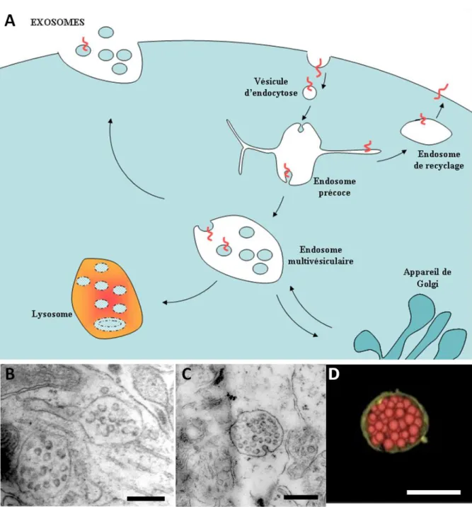 Fig. 1: La voie endocytaire dans une cellule eucaryote.  