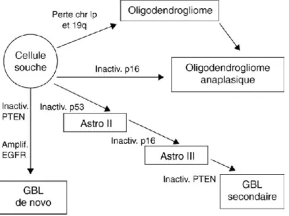 Figure 2 : Schéma simplifié des grandes voies de l’oncogénèse de tumeurs gliales de haut grade, GBL :  glioblastome (Chatel, 2005)